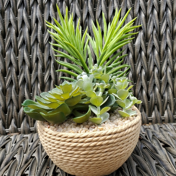 Gorgous Fake Cactus Plant🌵 - Picture 2 of 6